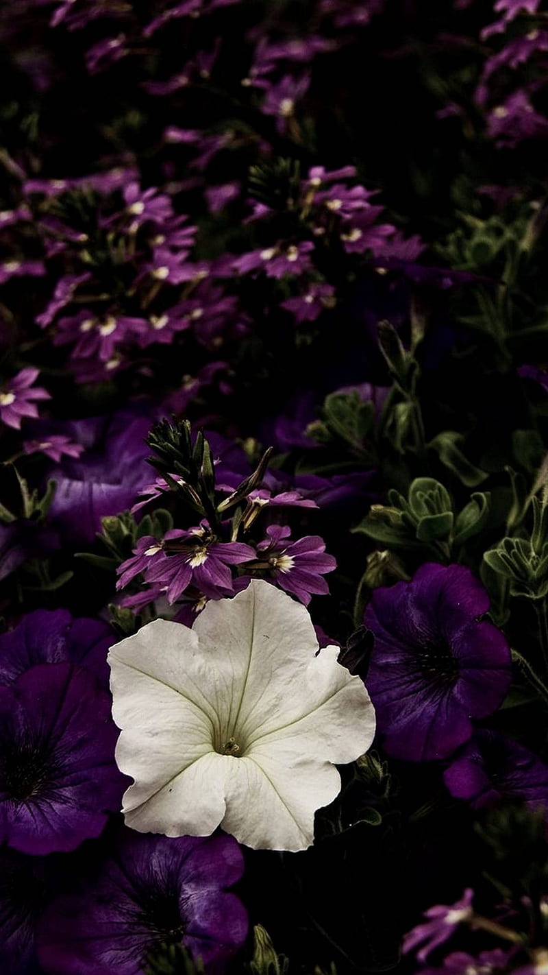Flower , purple, white, petunia flower, HD phone wallpaper