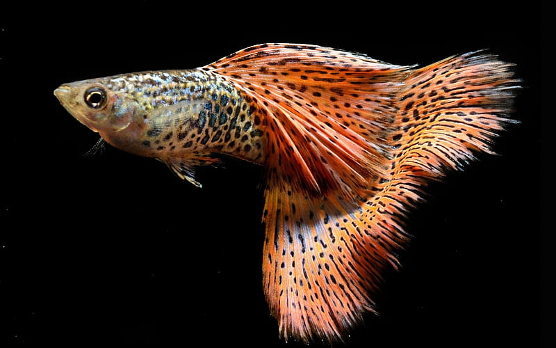 Fish, exotic, orange, summer, black, HD wallpaper | Peakpx