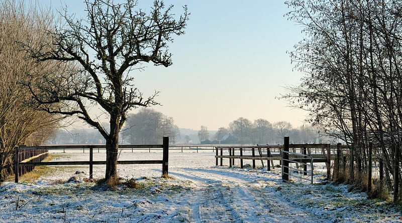 pasture in winter, fence, gate, pasture, trees, winter, HD wallpaper
