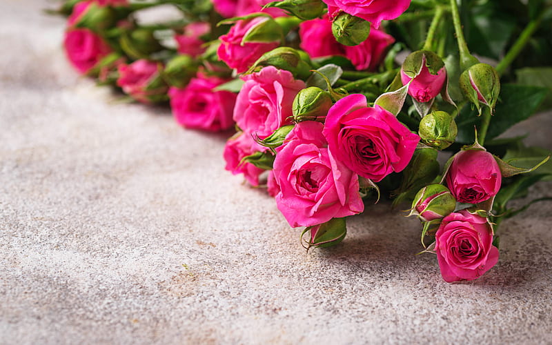pink roses, beautiful pink flowers, roses background, rosebuds, bouquet, HD wallpaper