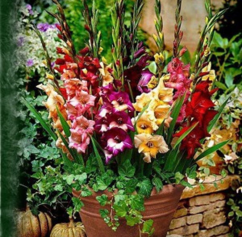 •✿•, green, frames, colored, plants, flowers, garden, pot, gladiolus, HD wallpaper