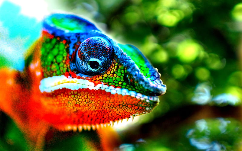 chameleon, close-up, lizards, bokeh, wildlife, Chamaeleonidae, HD wallpaper