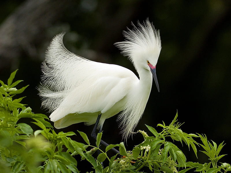 Snowy Egret in Plumage, Florida, florida, water, egret, birds, white, HD wallpaper