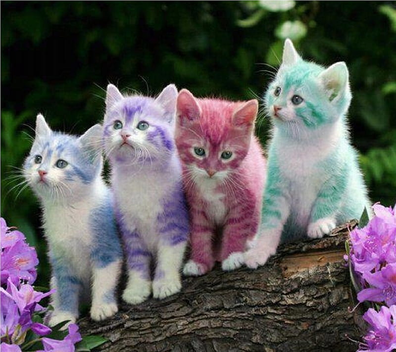 Cute Cats, cat, color, walls, HD wallpaper
