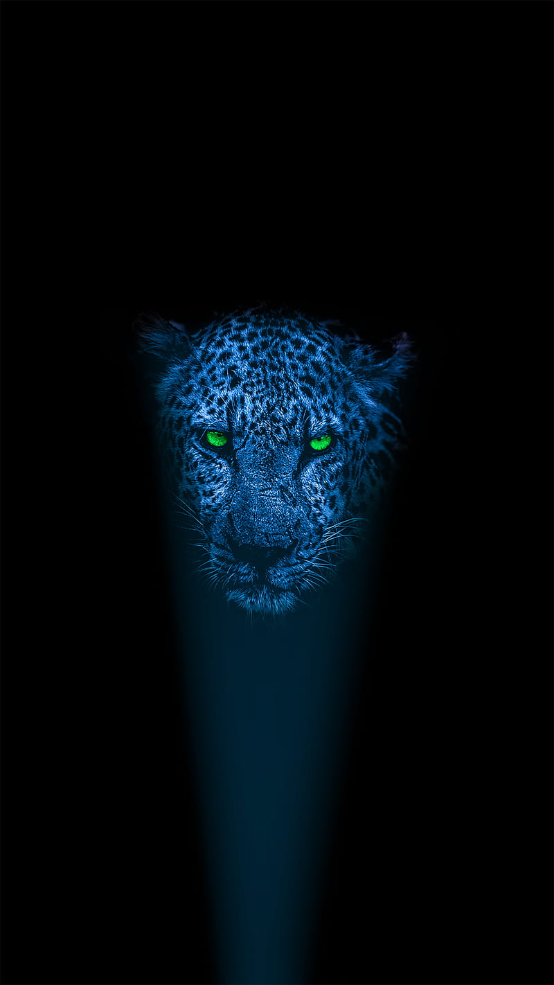 Tiger Light, #tiger #light #dark # #eyes, Tiger, ericreationzs, HD phone wallpaper