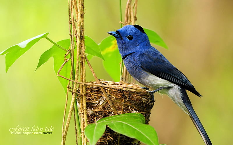 Blue Bird-Black-naped Blue Flycatcher nesting birds, HD wallpaper