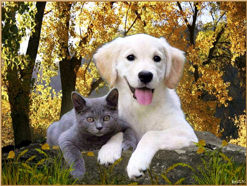 Dog amd cat, autumn, cat, trees, dog, HD wallpaper