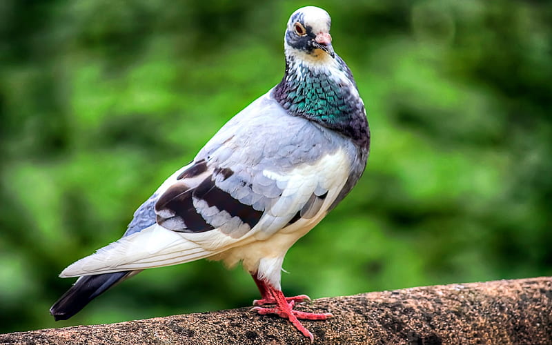 pigeon-Birds animal, HD wallpaper