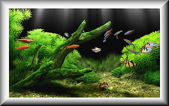 HD colorful aquarium wallpapers | Peakpx