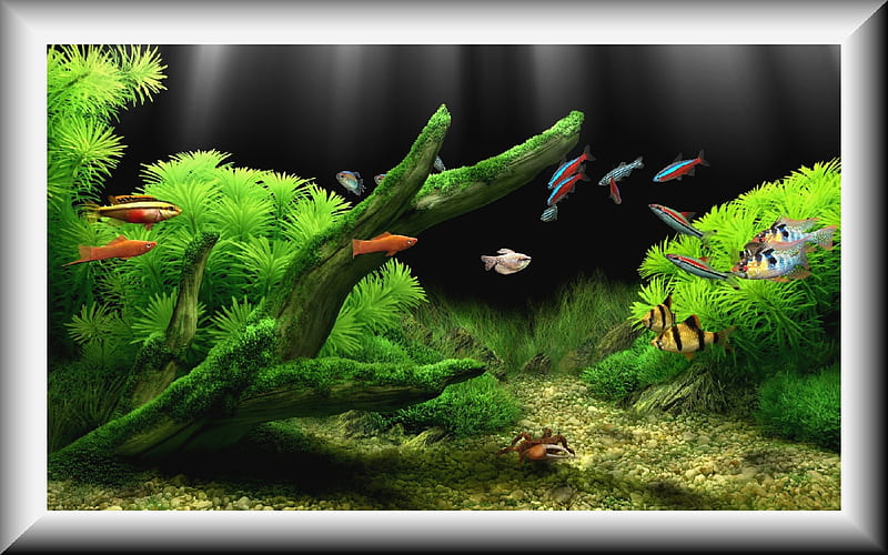 DREAM AQUARIUM, colorful, fishes, aquarium, pebbles, crab, stones, water, green, swim, weeds, HD wallpaper
