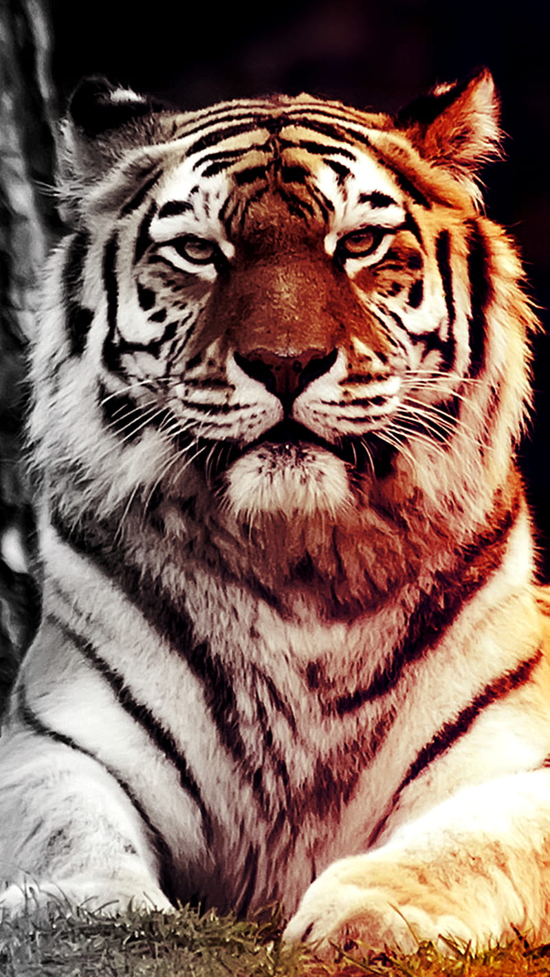 Tiger, wild, HD phone wallpaper
