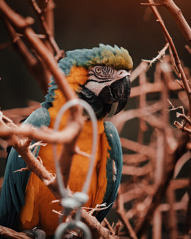 parrot, macaw, bird, colorful, branches, HD phone wallpaper