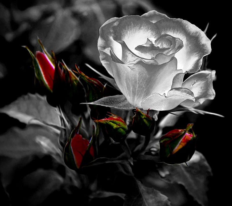 2160x1920px, cute, flowers, garden love, white rose, HD wallpaper