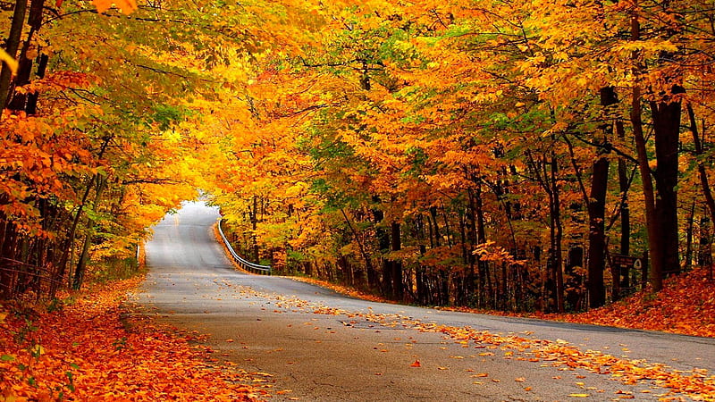 Road Between Green Yellow Orange Autumn Leafed Trees Forest Background ...