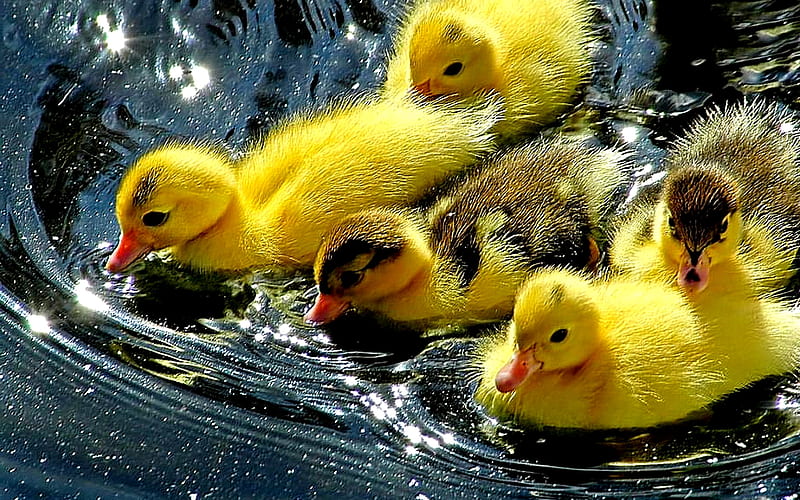 Sweet Yellow Duckling, birds, lake, animal, sweet, cute, duckies, water, duck, bird, HD wallpaper
