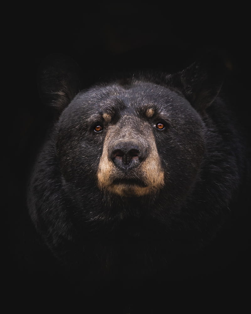 black bear, bear, predator, baribal, HD phone wallpaper