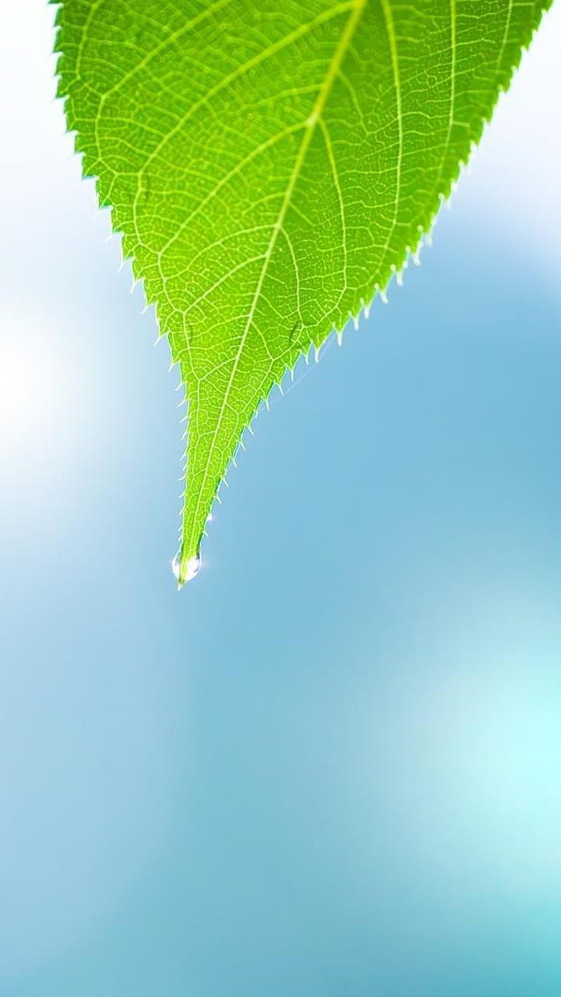 Green leaf , bright, simple, background, HD phone wallpaper