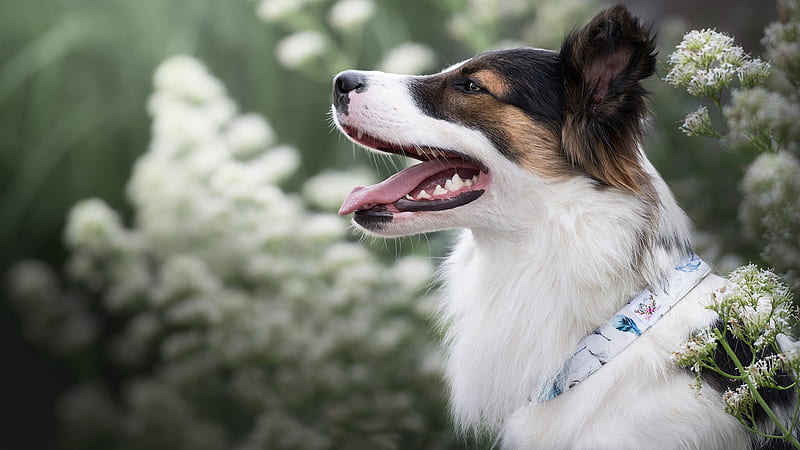 White Brown Black Dog With Open Mouth Standing In Blur White Flowers Plant Background Dog, HD wallpaper