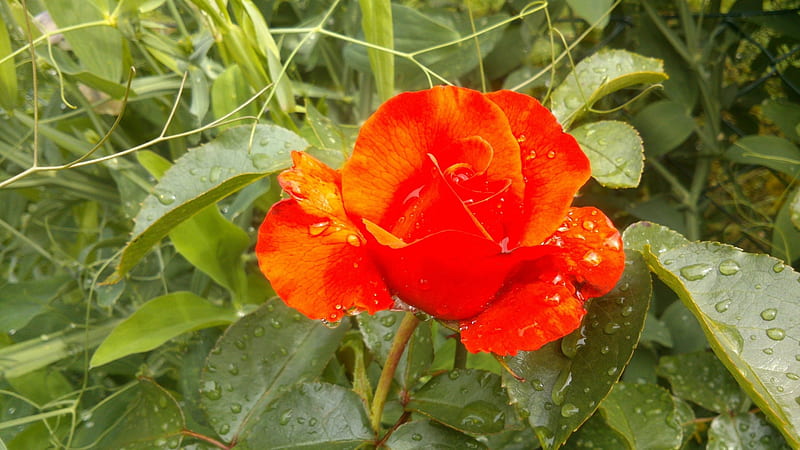 Red Rose after the rain, Snapshot, red, rose, raindrops, thorns, green, vivid, waterpearls, summer time, graph, flower, summer, garden, nature, rain, Petal, HD wallpaper