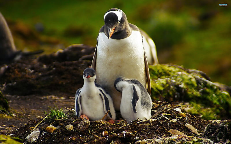 penguins-Animal, HD wallpaper