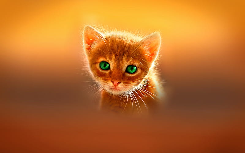 small ginger kitten, cute animals, kitten with green eyes, bokeh, cats, domestic cats, pets, ginger cat, ginger kitten, HD wallpaper