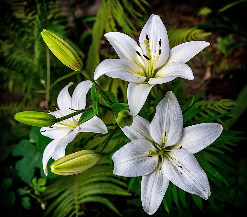 White lilly, Lily, Bufs, Flowers, HD wallpaper