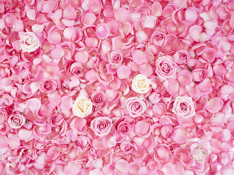 Flowers, Rose, Flower, Petal, Pink Flower, HD wallpaper