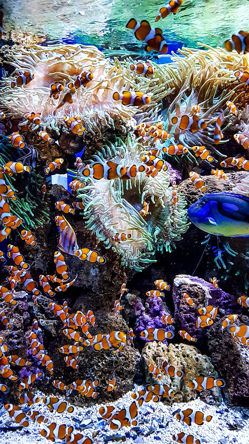 Nemo, amphiprion ocellaris, animal, blue, clown, colours, fins, fish, life, orange, swim, traffic, underwater, white, HD phone wallpaper