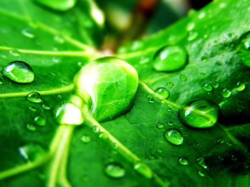 drops leaves-Plant close-up, HD wallpaper
