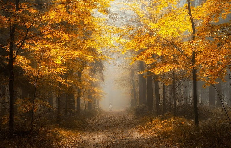 Autumn, forest, foggy, Trees, Wood, mist, HD wallpaper | Peakpx