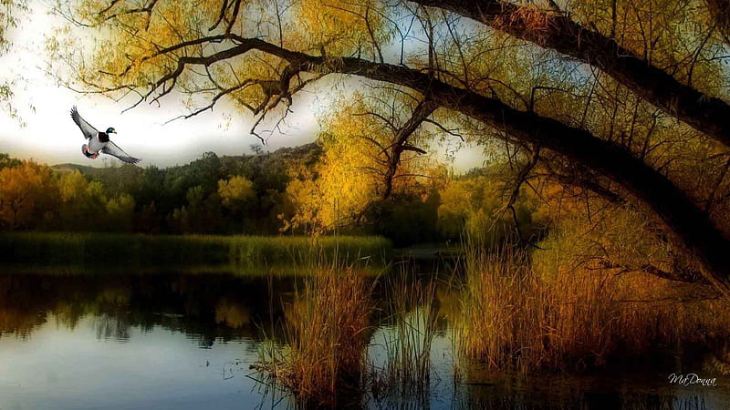 Autumn Flight, fall, autumn, shade, flight, trees, lake, duck, mallard, color, reflection, HD wallpaper