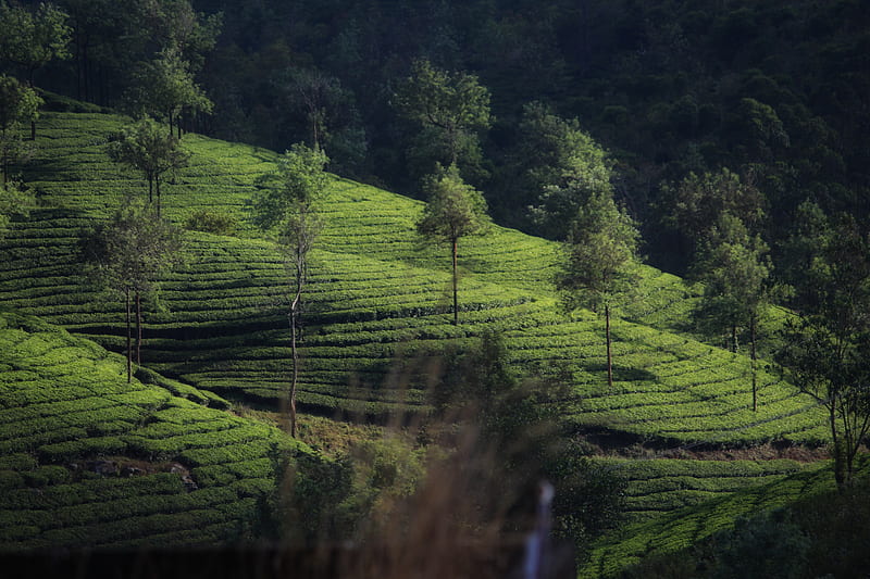 Tea plantation, green, landscape, nature, tea leaves, HD wallpaper