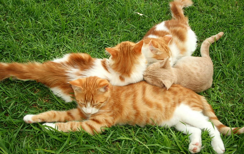 Ginger Cat Pile Up, pile up, paler cat, grass, kittens, ginger cats, lawn, HD wallpaper