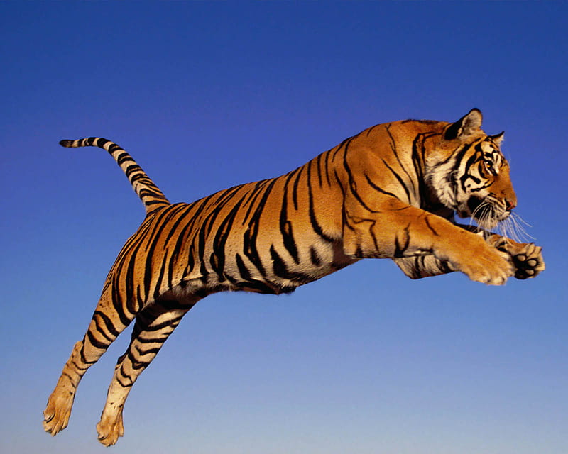 Wild Tiger, 2012, animal, cool, dangerous, hunter, preditor, HD wallpaper