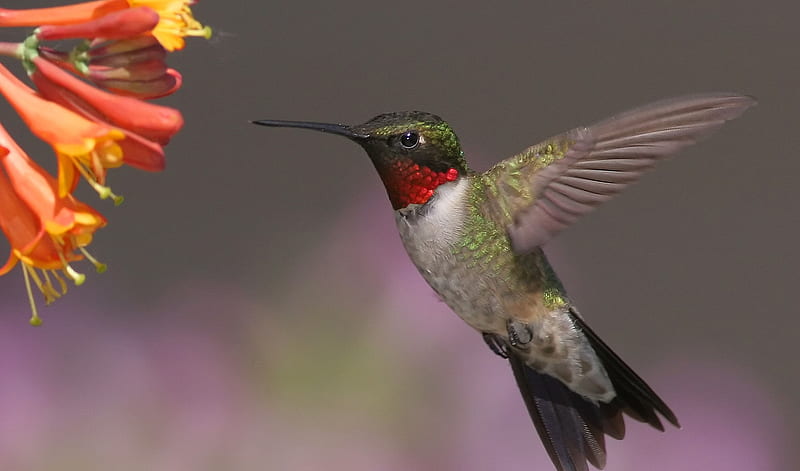 ruby throated hummingbird, flower, ruby, hummingbird, throated, HD wallpaper