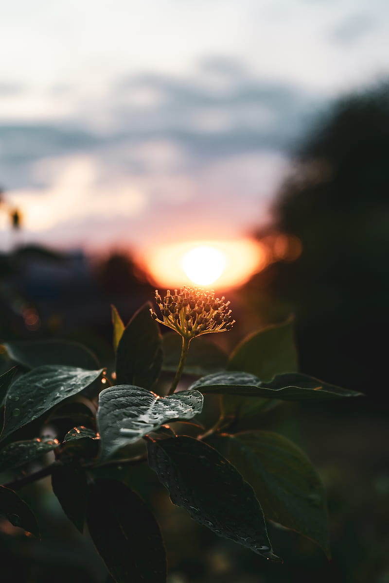 Sunset hourd, green, leaves, nature, plant, sun, sunset, HD phone wallpaper