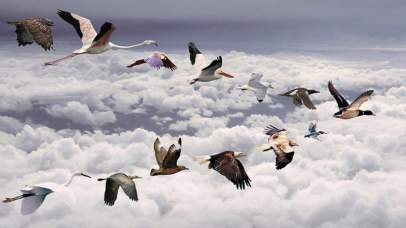 abstract view of birds flying in formation, birds, clouds, formation, flying, HD wallpaper