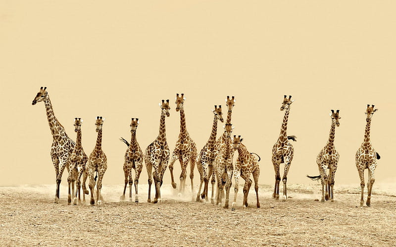 Herd of Giraffes, Africa, giraffes, animals, herd, africa, HD wallpaper