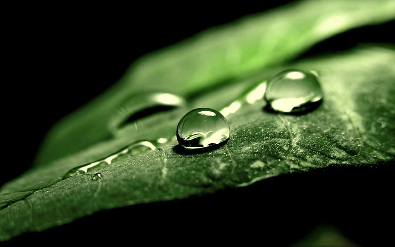 Graphy, Nature, Macro, Leaves, Water Drops, Black Background / and ...