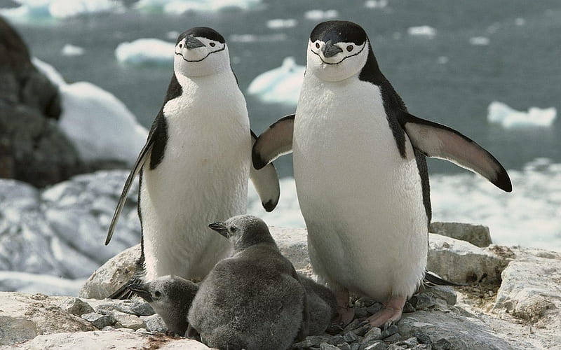 Chinstrap Penguin Parents and Chicks Antarctica, HD wallpaper