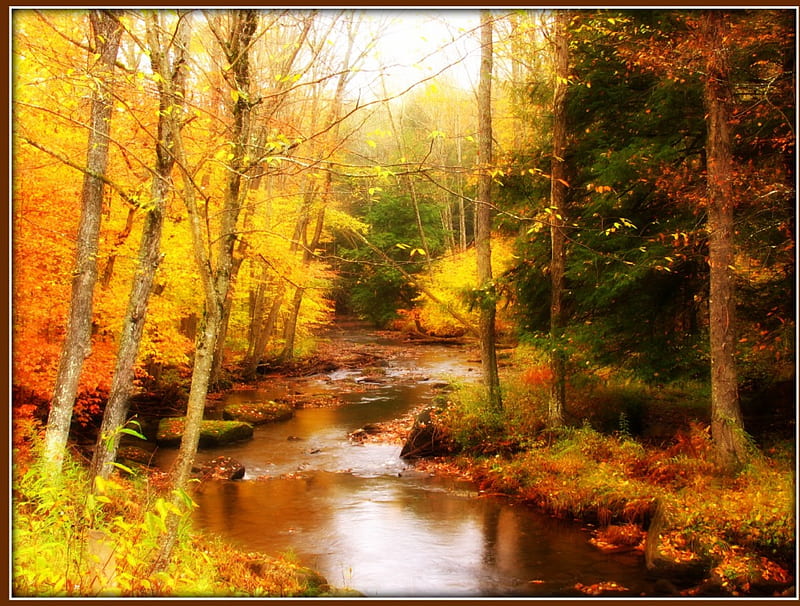 The Colours of Autumn, forest, fall, Colours, tree, nature, river ...