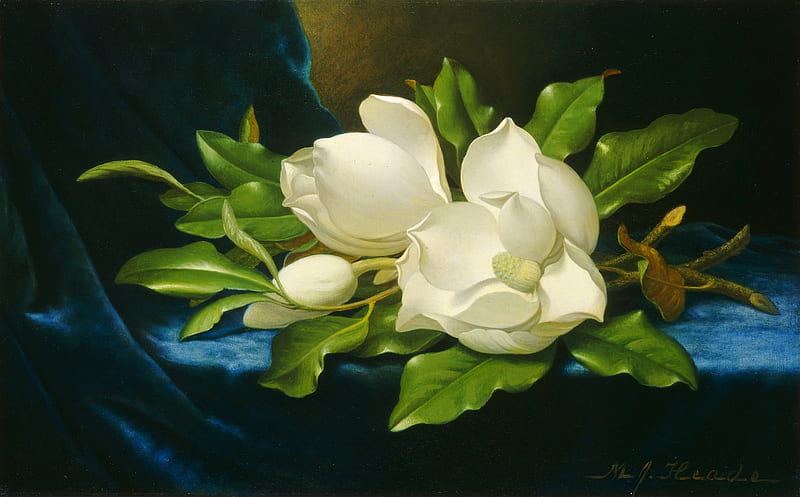 Magnolias on a blue velvet, art, magnolia, velvet, flowe, martin johnson, painting, white, blue, HD wallpaper