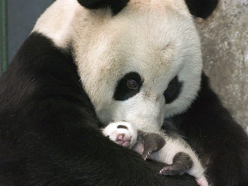 Mother and child, cute, pand bear, black, white, animal, HD wallpaper | Peakpx Mother and child, cute, pand bear, black, white, animal, HD wallpaper | Peakpx