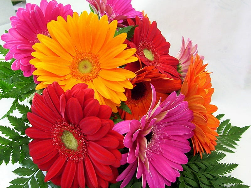 Hermosas gerberas, bonitas, flores, bonitas, Fondo de pantalla HD | Peakpx