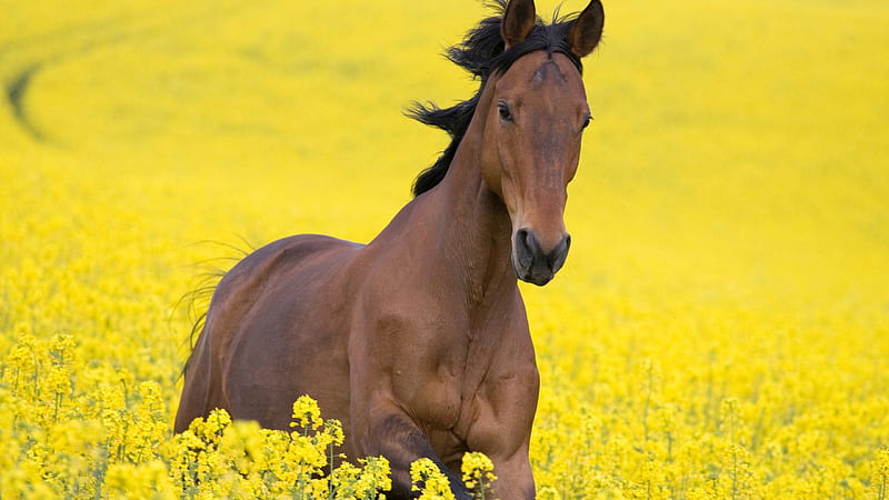 Brown Horse With Background Of Yellow Flowers Horse, HD wallpaper
