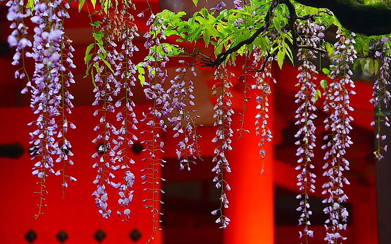 Wisteria, red, japan, leaves, purple, flowers, vines, temple, HD wallpaper
