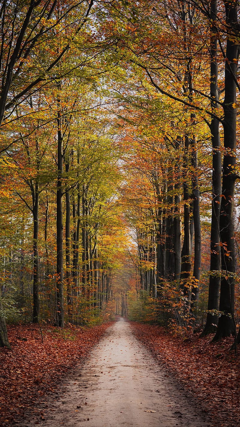 Path Forest Nature Pathway Trees Hd Phone Wallpaper Peakpx