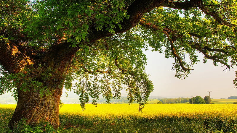 in the shade of a mighty oak tree, summer, tree, shade, field, HD wallpaper