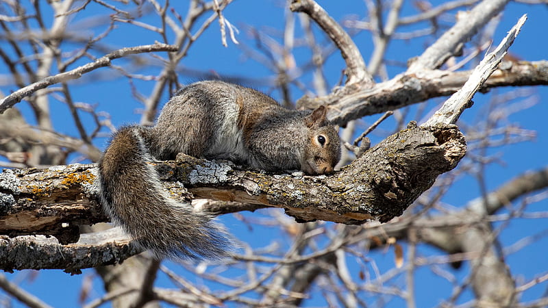 Brown Black Squirrel On Leafless Tree Branch Squirrel, HD wallpaper