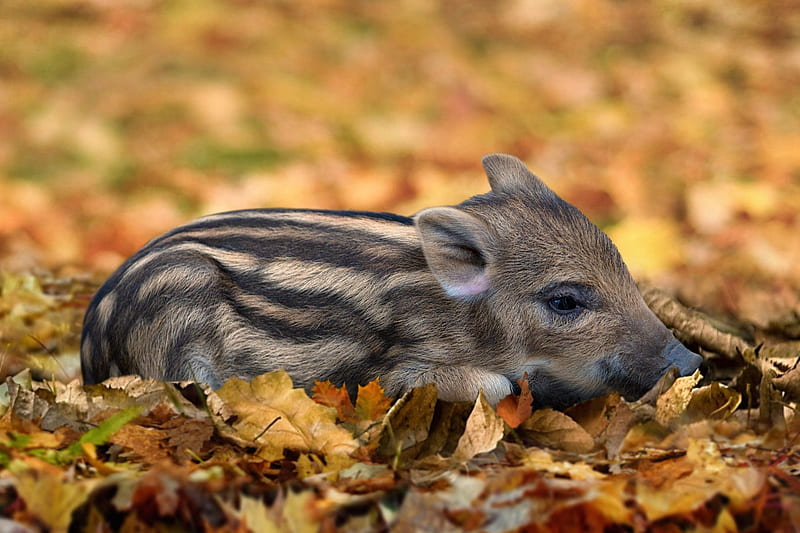 Boar piglet, boar, cute, autumn, pig, orange, piglet, baby, leaf, animal, HD wallpaper
